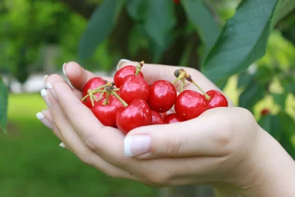 brouwer fruit - kersen verkoop