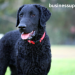 black golden retriever