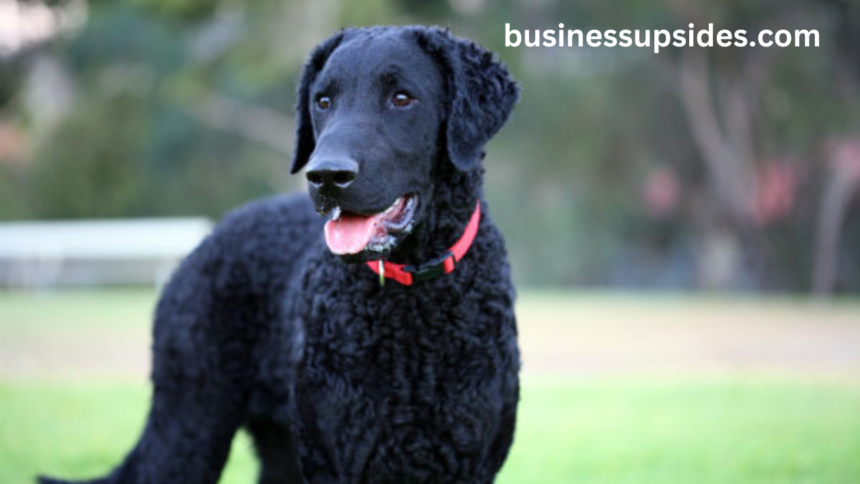 black golden retriever