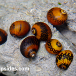 nerite snails