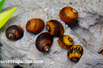 nerite snails