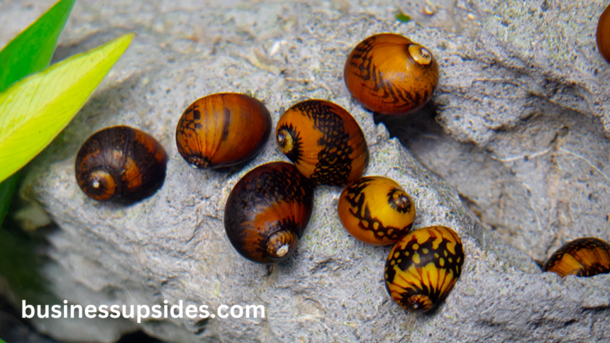 nerite snails