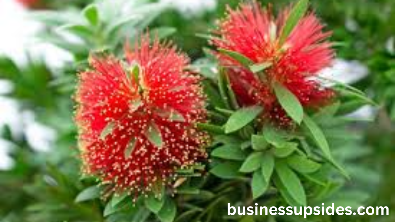 bottle brush